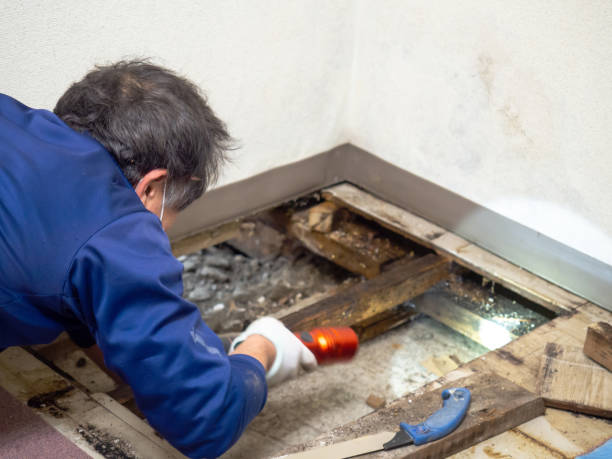 Best Residential Mold Removal  in Baltimore, MD