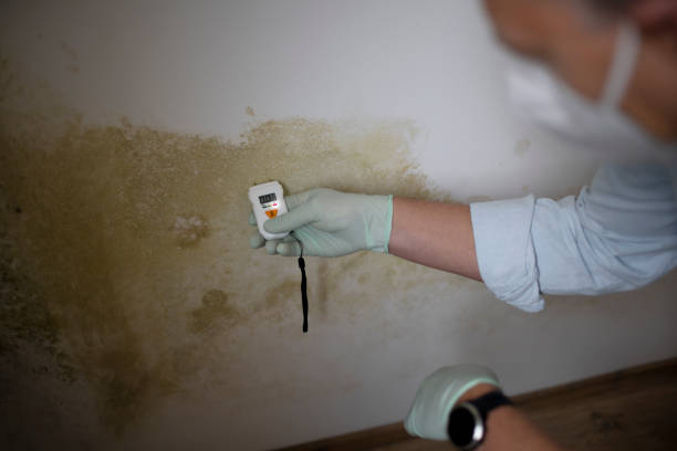 Best Attic Mold Removal  in Baltimore, MD