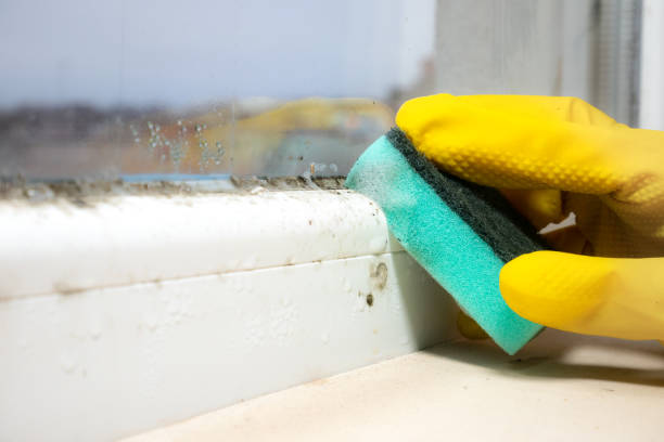 Best Mold Testing  in Baltimore, MD