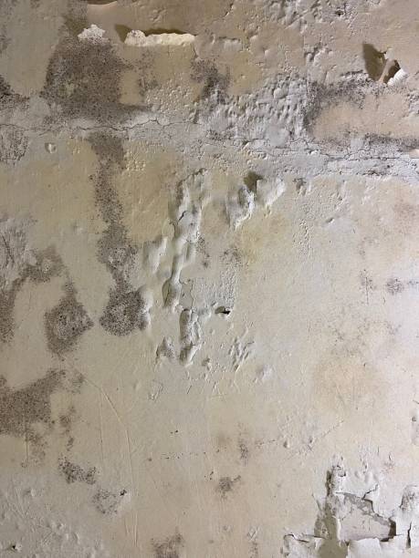 Professional Mold Removal in Baltimore, MD