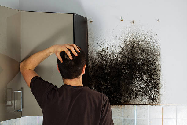 Best Black Mold Removal  in Baltimore, MD